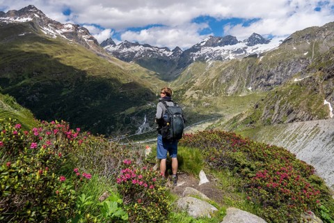 Mountaineer on hiking trail in front of picturesque mountain landscape with blooming alpine roses,