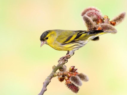 Eurasian siskin (Carduelis spinus) male sitting on a branch of a aspen (Populus tremula),