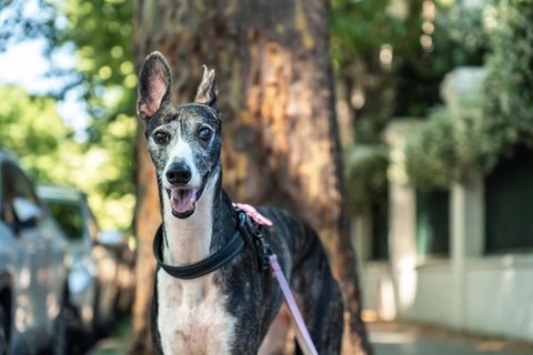 Portrait of a black and white Spanish greyhound dog looking at the camera outdoors, wearing a