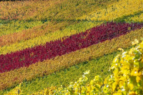 Vineyards in autumn, Rotenberg, Stuttgart, Baden-Württemberg, Germany, Europe