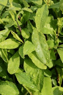 Cape plumbago (Plumbago auriculata, Plumbago capensis), leaves with water droplets, ornamental