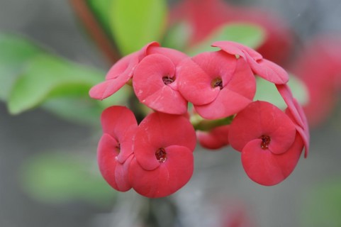 Crown of thorns (Euphorbia milii), flowers, native to Madagascar, ornamental plant, North