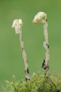 Spruce asparagus (Monotropa hypopitys, Hypopitys monotropa), North Rhine-Westphalia, Germany,