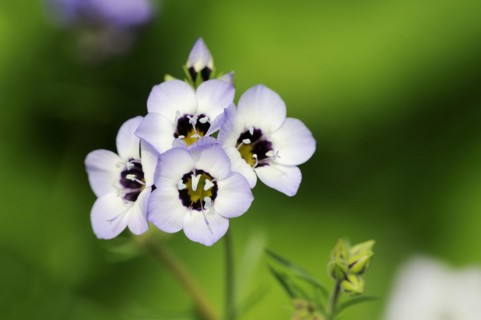 Bird's eye or tricolour gilia (Gilia tricolor), flowers, native to North America, ornamental plant,