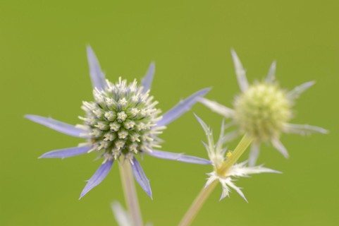 Amethyst sea holly (Eryngium amethystinum), flowers, ornamental plant, North Rhine-Westphalia,