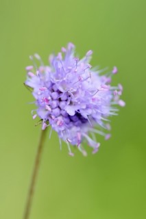 Common devil's-bit scabious (Succisa pratensis, Scabiosa succisa), flower, Bavaria, Germany, Europe