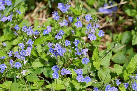 Germander speedwell (Veronica chamaedrys), medicinal plant, Wilnsdorf, North Rhine-Westphalia,