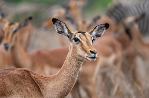 Impala (Aepyceros melampus), female, animal portrait, black heeler antelope, Kruger National Park,