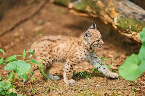Eurasian lynx (Lynx lynx), kitten staying on the forestground, captive, Germany, Europe