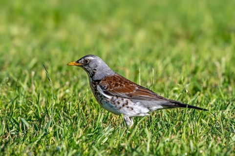 Fieldfare (Turdus pilaris) adult foraging in grassland, meadow