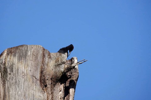 Black woodpecker (Dryocopus martius), June, Saxony, Germany, Europe
