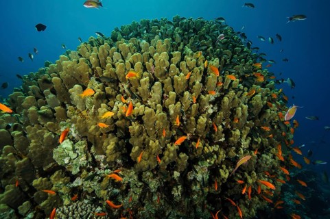 Large colony of pore coral (Pocillopora eydouxi) large coral block stony corals hard corals