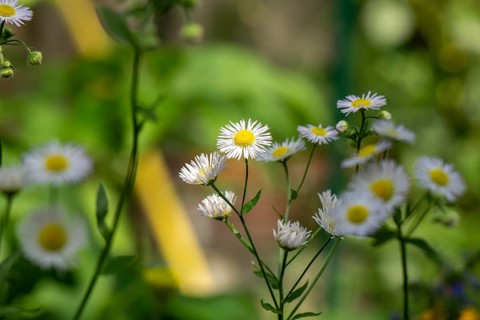 Erigeron annuus (Erigeron annuus) flowers, Ternitz, Lower Austria, Austria, Europe