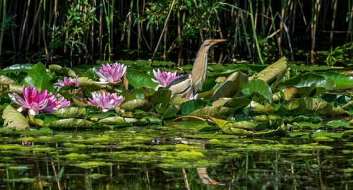 Common little bittern (Ixobrychus minutus, Ardea minuta) adult male resting among water lilies,