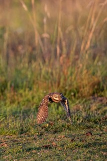 Little owl (Athene noctua), flying, Emsland, Lower Saxony, Germany, Europe