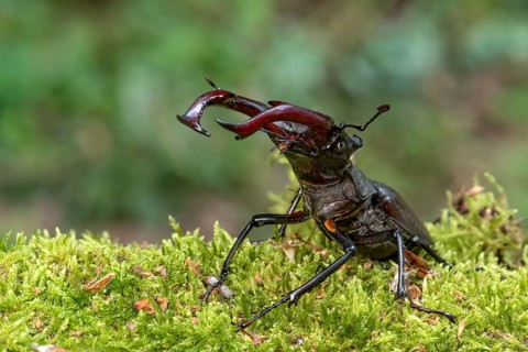 Stag beetle (Lucanus cervus), horned beetle, fire beetle, male with large mandibles, upper jaw,