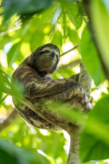 Brown-throated sloth (Bradypus variegatus) in a tree, Cahuita National Park, Costa Rica, Central