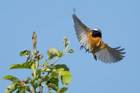 A common redstart (Phoenicurus phoenicurus), male, with outspread wings approaching the branch of