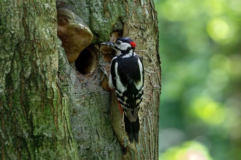Great spotted woodpecker (Dendrocopos major) adult male at nest entrance in tree trunk with grubs