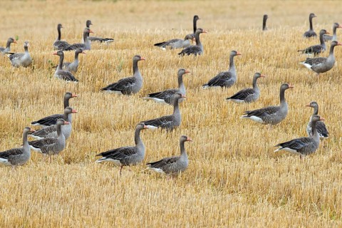 Flock of greylag geese, graylag goose (Anser anser) foraging in stubble field, stubblefield after