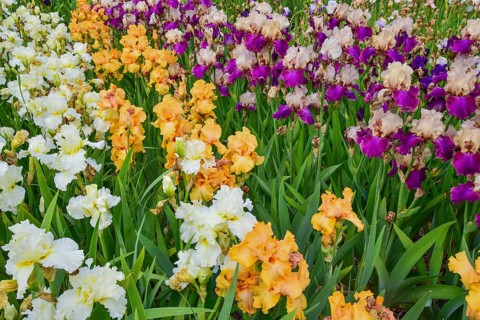 Irises in an iris field near Larnas in the French department of Ardèche, France, Europe