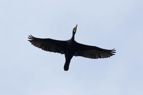 Cormorant (Phalacrocorax carbo) in flight, Geltinger Birk, Geltinger Bucht, Nieby,