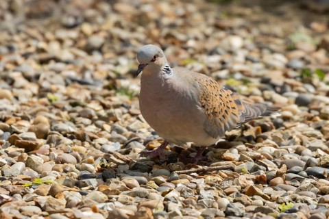 Turtle dove (Streptopelia turtur) adult bird on an urban garden shingle path, England, United