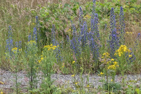 Adder's tongue (Echium vulgare) and St John's wort (Hypericum perforatum), Emsland, Lower Saxony,