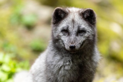 A dark grey fox sits attentively in nature with green foliage in the background, arctic fox (Alopex