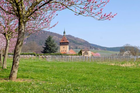Almond tree blossom (Prunus dulcis) at Geilweilerhof, Siebeldingen, German Wine Route, also
