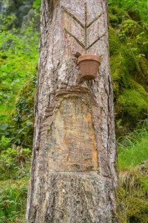 Pitch tree for resin extraction, Tramonti di Sopra, Province of Pordenone, Italy, Europe