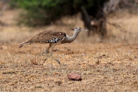 Giant bustard, kori bustard (Ardeotis kori), adult, running, foraging, alert, Kruger National Park,