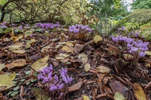 Autumn cyclamen (Cyclamen hederifolium), Berggarten Hannover, Lower Saxony, Germany, Europe
