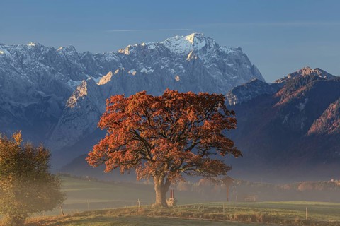 Autumnal coloured tree in front of mountain landscape, hoarfrost, oak, behind Zugspitze, near