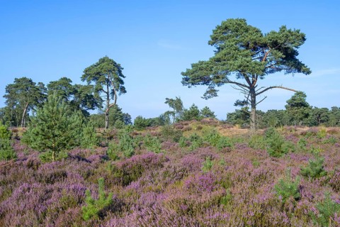 Scots pines and common heather blooming purple in the Grenspark Kalmthoutse Heide, Kalmthout Heath,