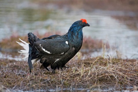 Black grouse, courtship behaviour, (Lyurus tetrix), Hamra, Hamra, Sweden, Europe