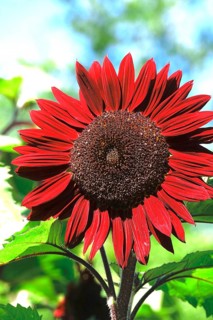 Red sunflower, summer, Germany, Europe