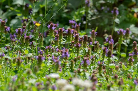 No brown allium (Prunella vulgaris) in a meadow, Bavaria, Germany, Europe