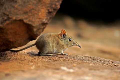 Short-eared elephant shrew, (Macroscelides probosideus), adult, foraging, Mountain Zebra National