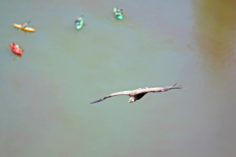 Griffon vulture (Gyps fulvus) in flight, behind blurred colourful canoes on the river Duratón,