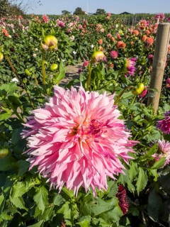 Flowering Dahlias (Dahlia), variety Pineland Princess in the Dahlia Farm in Löderup, Ystad