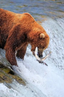 Grizzly bear (Ursus arctos horribilis), adult, in water, in summer, with salmon, hunting, with