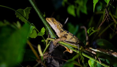 Common basilisk (Basiliscus basiliscus) juvenile, animal portrait, at night, Tortuguero National