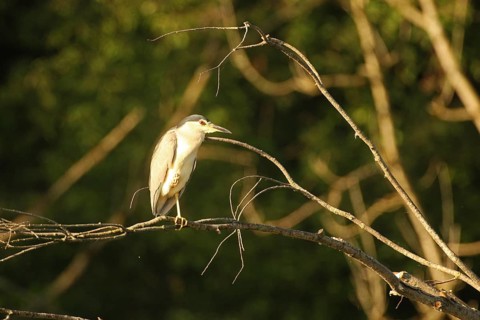 Black crowned night heron (Nycticorax nycticorax) Allgäu, Bavaria, Germany, Allgäu, Bavaria,
