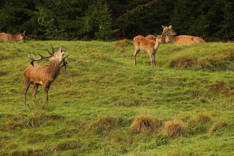 Red deer (Cervus elaphus) roaring during the rut, Allgäu, Bavaria, Germany, Allgäu, Bavaria,