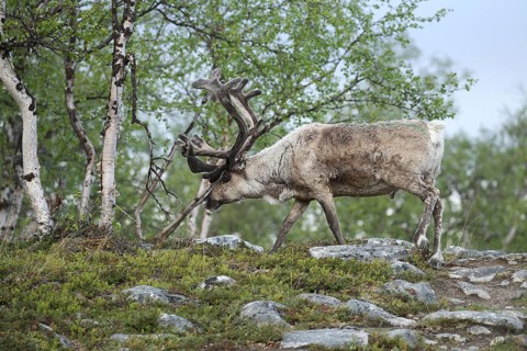 Reindeer (Rangifer tarandus) male, domesticated animal with strong velvet antlers in the tundra in