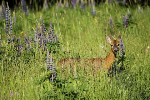 European roe deer (Capreolus capreolus) doe in summer coat between wild flowering lupines (Lupinus)