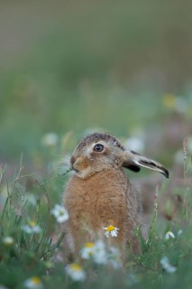 European brown hare (Lepus europaeus) juvenile leveret feeding on a Sorrel stem in a wildflower