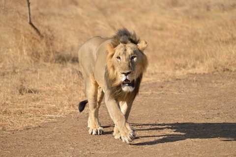 Asiatic Lion (Panthera leo persica), male, Gir Interpretation Zone, Gir Forest National Park, Gir