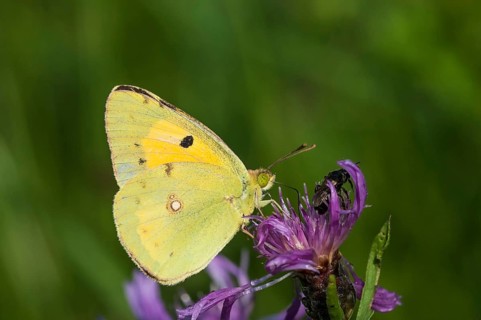 Pale Clouded Yellow (Colias hyale), Austria, Europe
